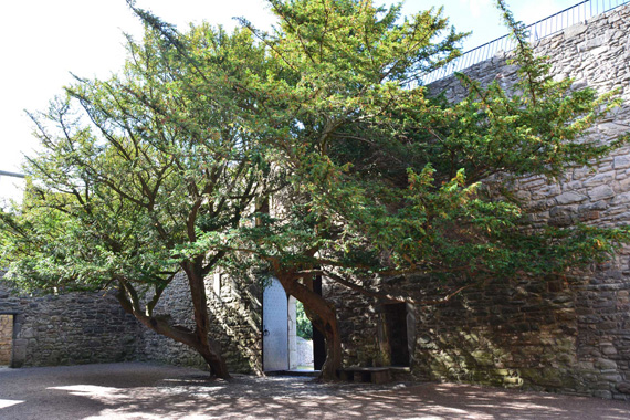 Yew Trees in the Courtyard at Craigmillar Castle